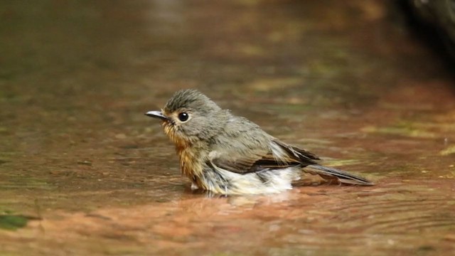 Hill Blue Flycatcher - ML250841041