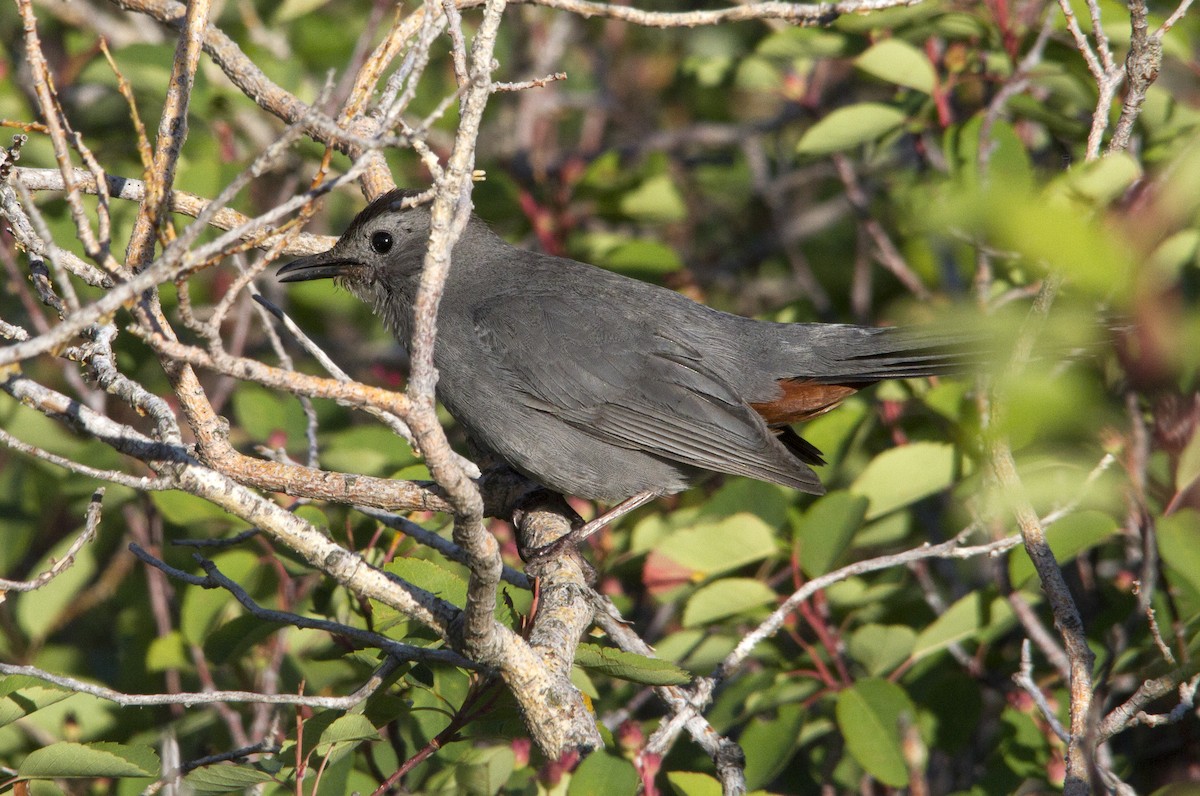 Pájaro Gato Gris - ML250841151