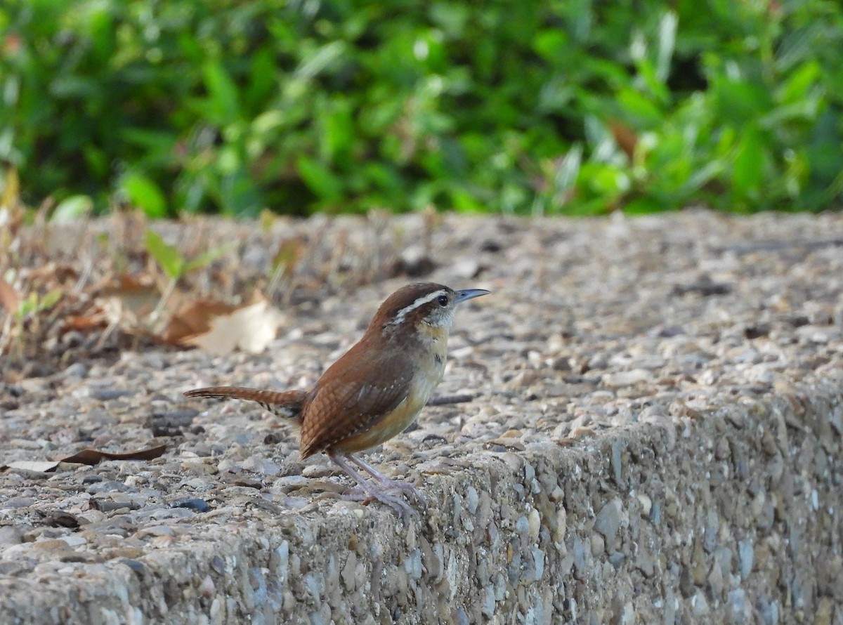 Carolina Wren - ML250842001