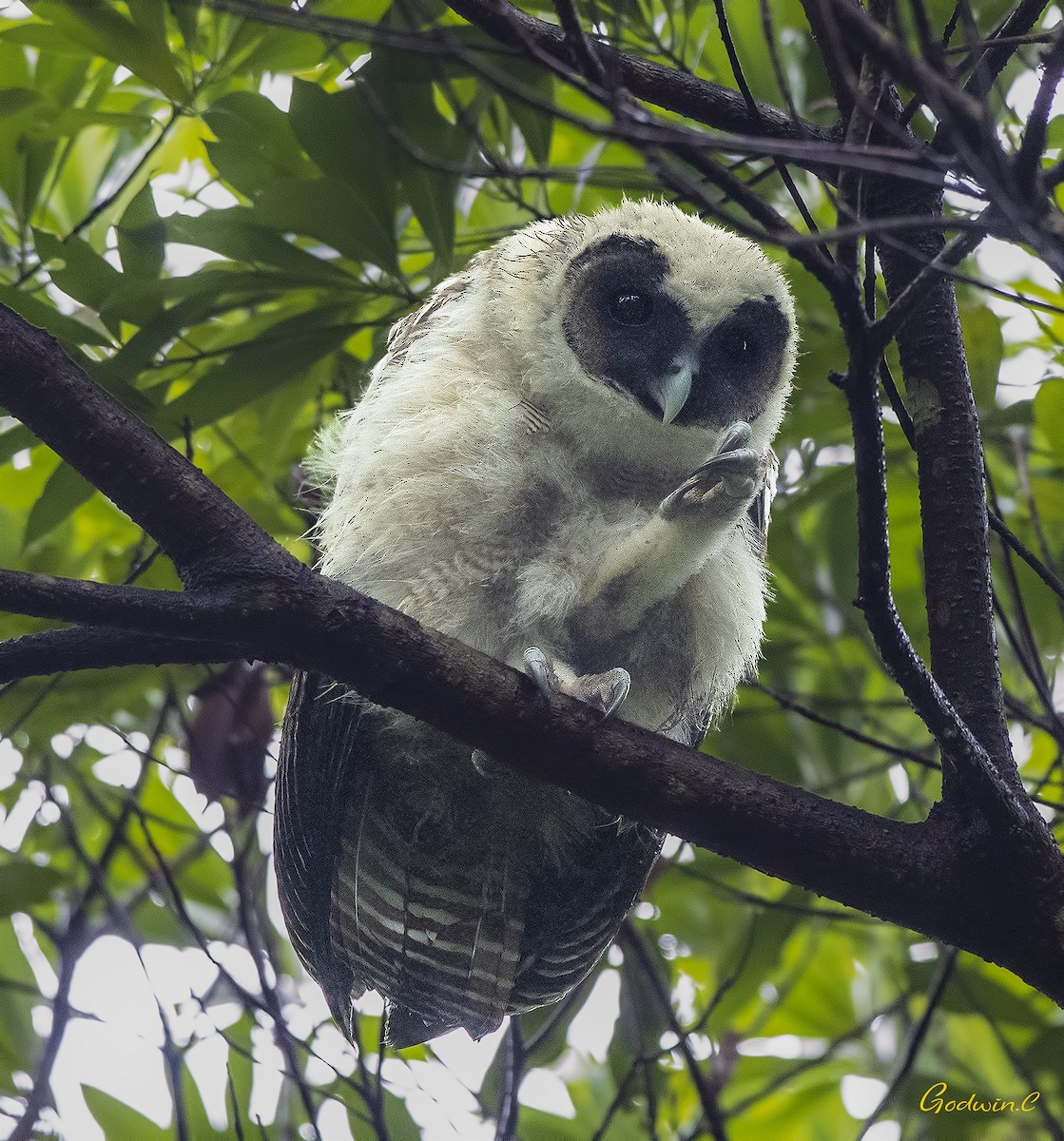 Brown Wood-Owl - ML250842151