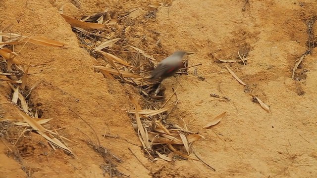 Wallcreeper - ML250842171