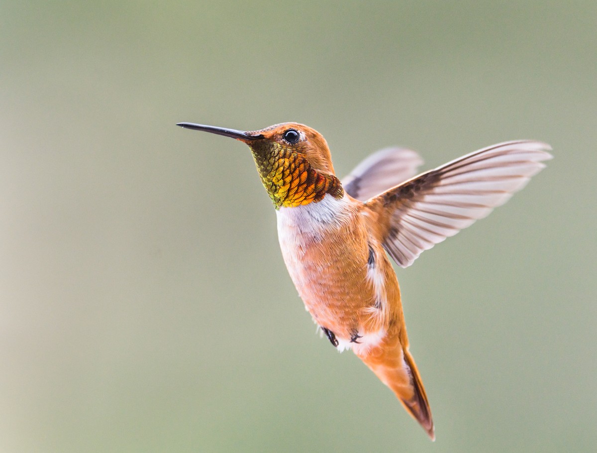 ML250842741 - Rufous Hummingbird - Macaulay Library