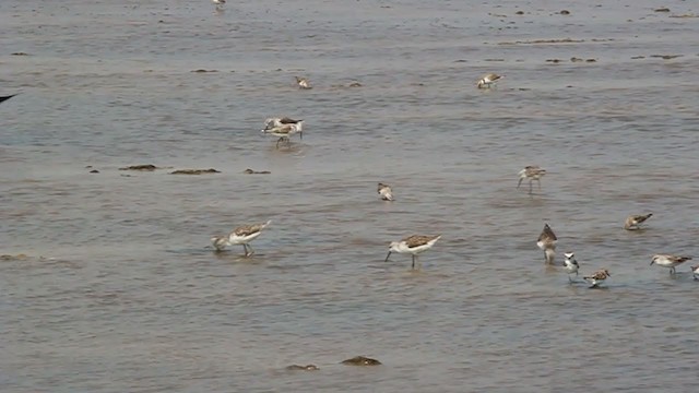 Spoon-billed Sandpiper - ML250842901