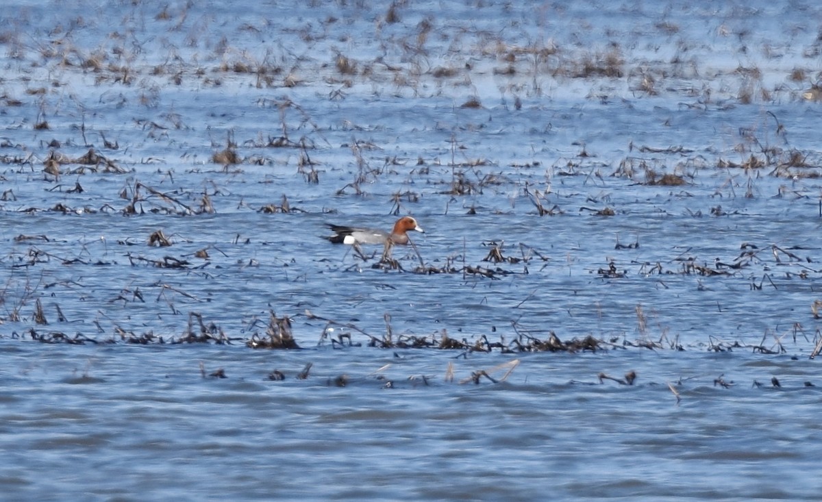 Eurasian Wigeon - ML25084321