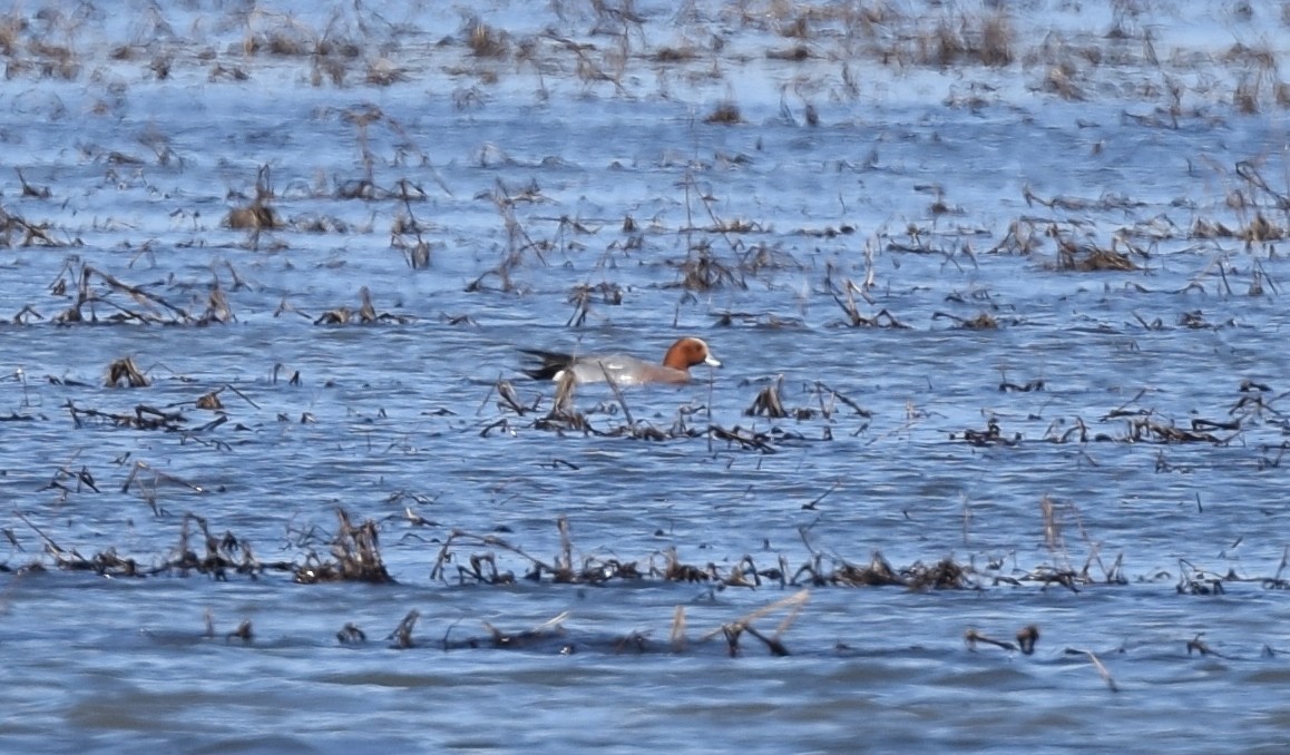 Eurasian Wigeon - Andy Reago &  Chrissy McClarren