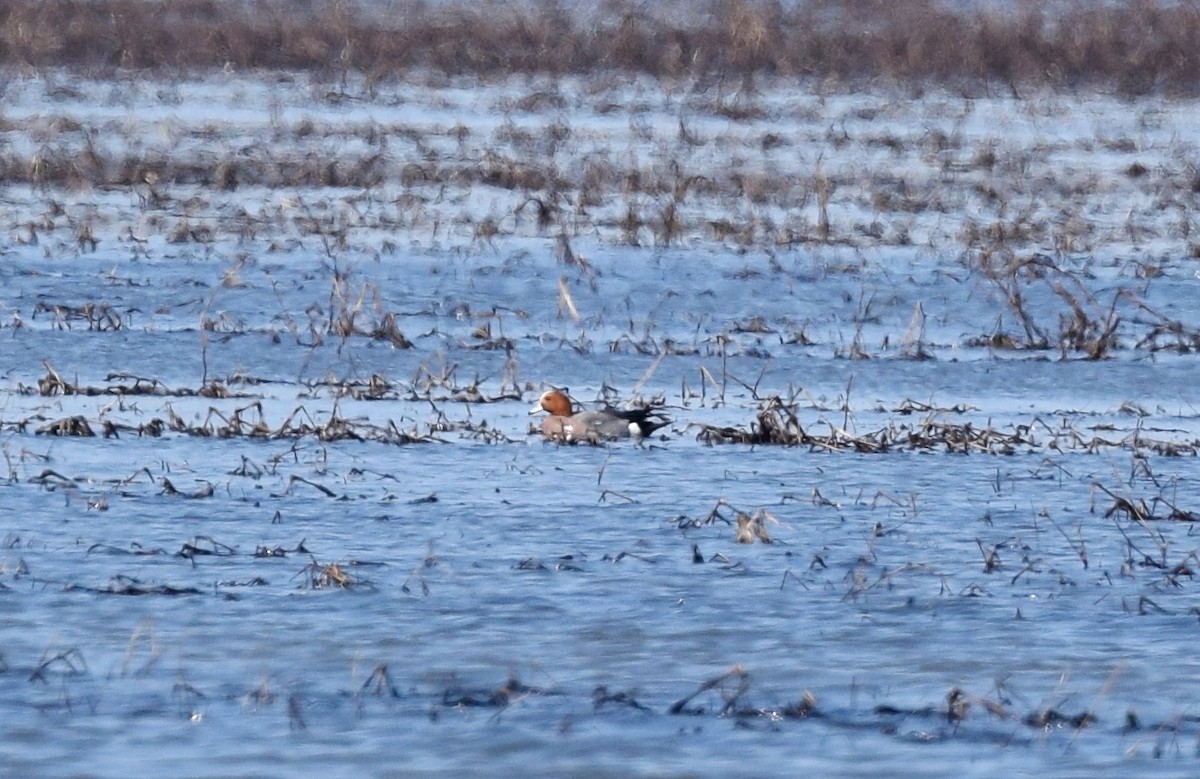 Eurasian Wigeon - ML25084341