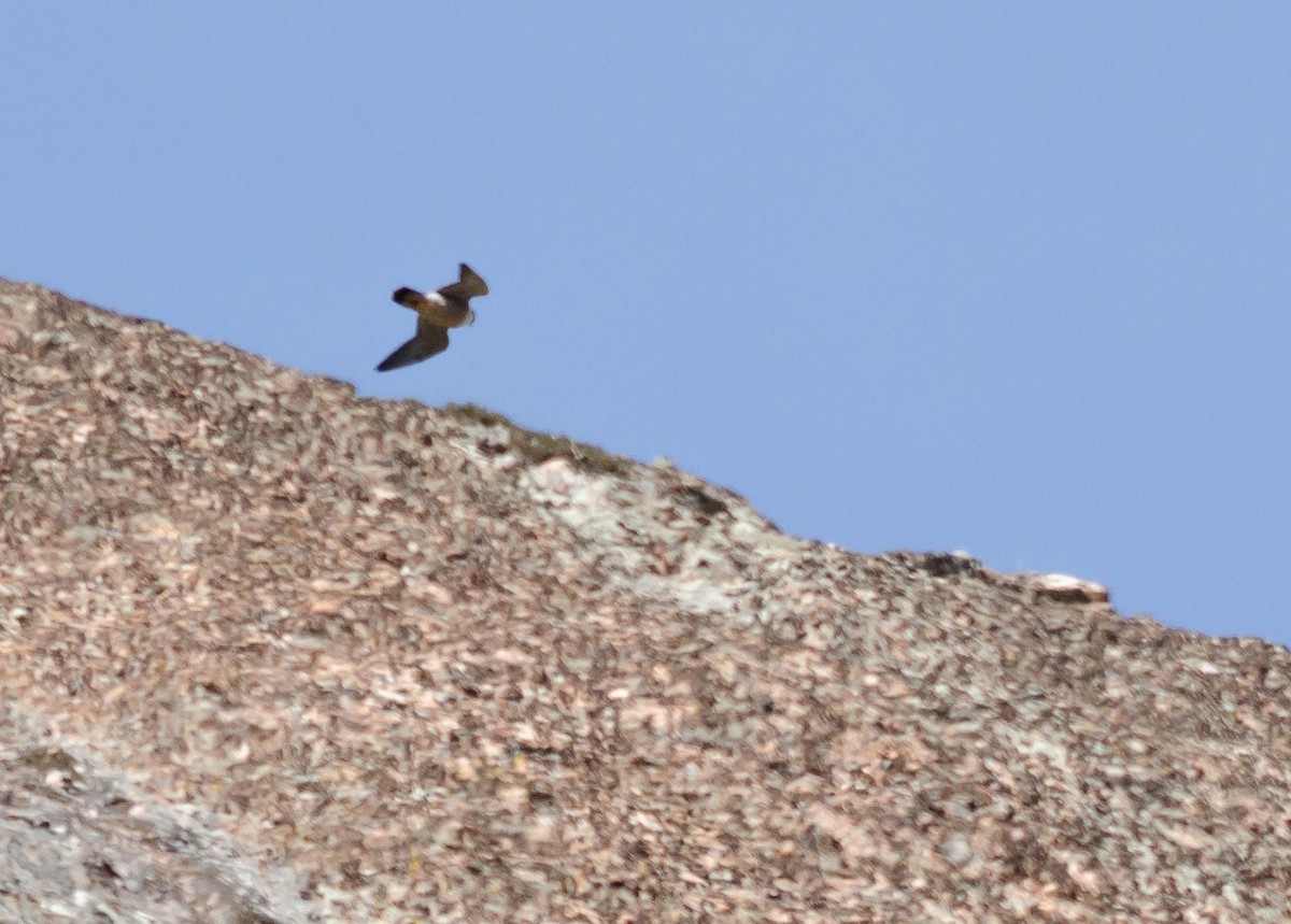 Peregrine Falcon - ML25084351