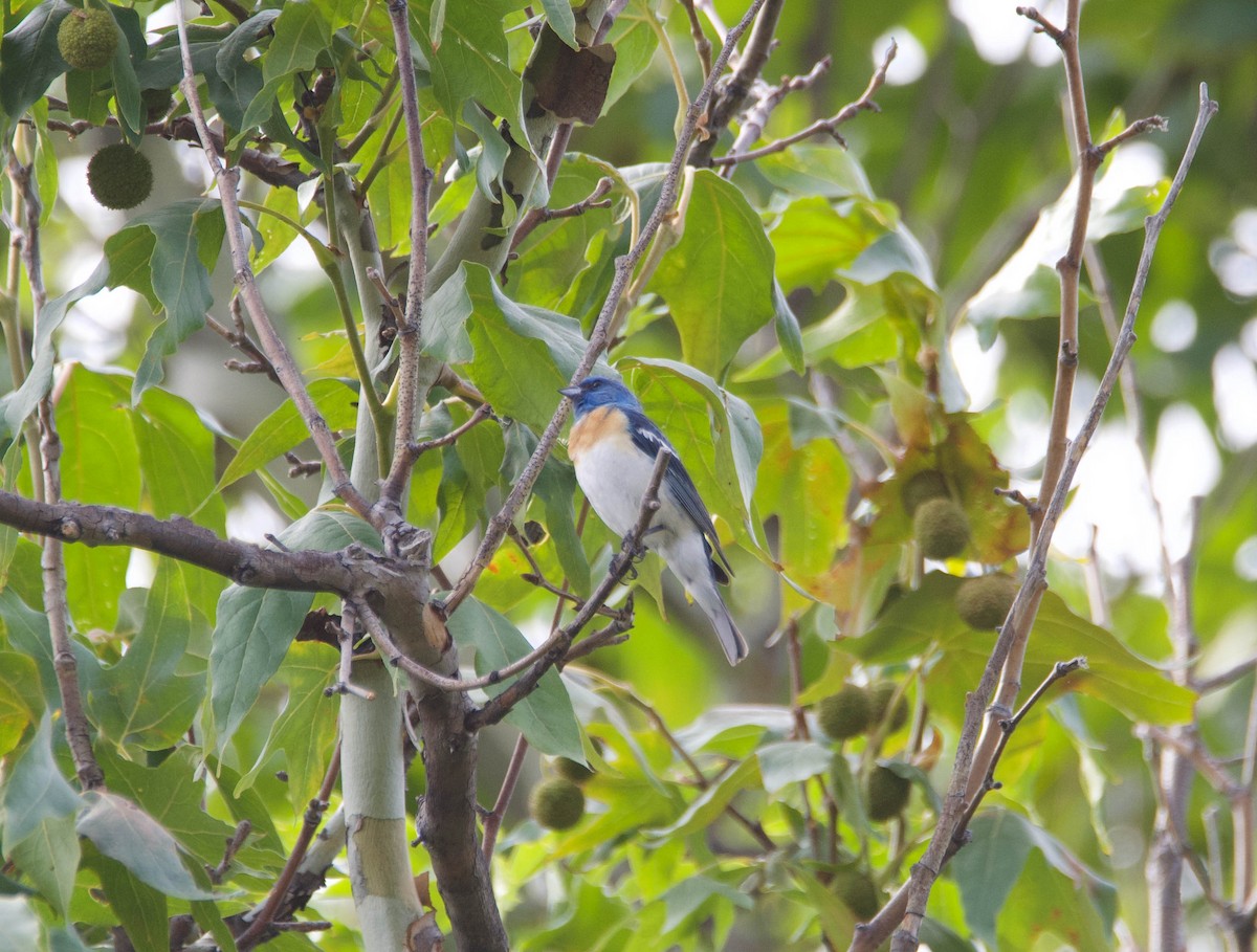 Lazuli Bunting - Brian O'Connor