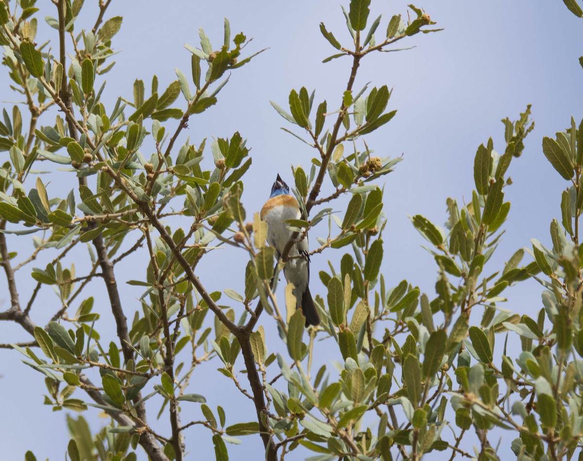 Lazuli Bunting - ML250843941