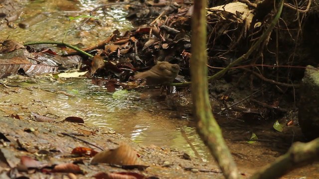 Bulbul Oliváceo - ML250844061