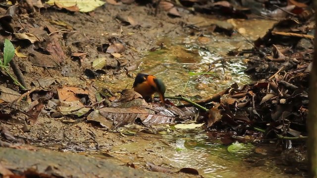 Rufous-collared Kingfisher - ML250844131