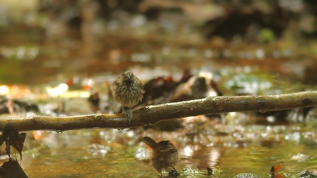 Chestnut-rumped Babbler - ML250844651