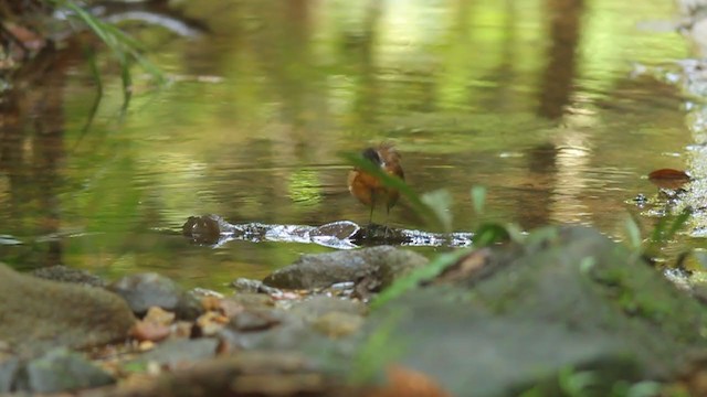 Malayan Black-capped Babbler - ML250844711