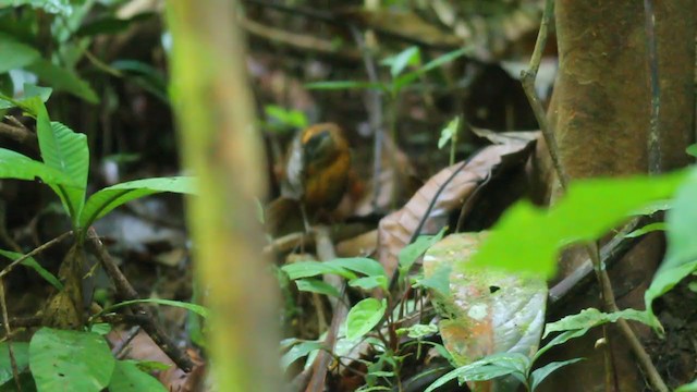 Malayan Black-capped Babbler - ML250844721