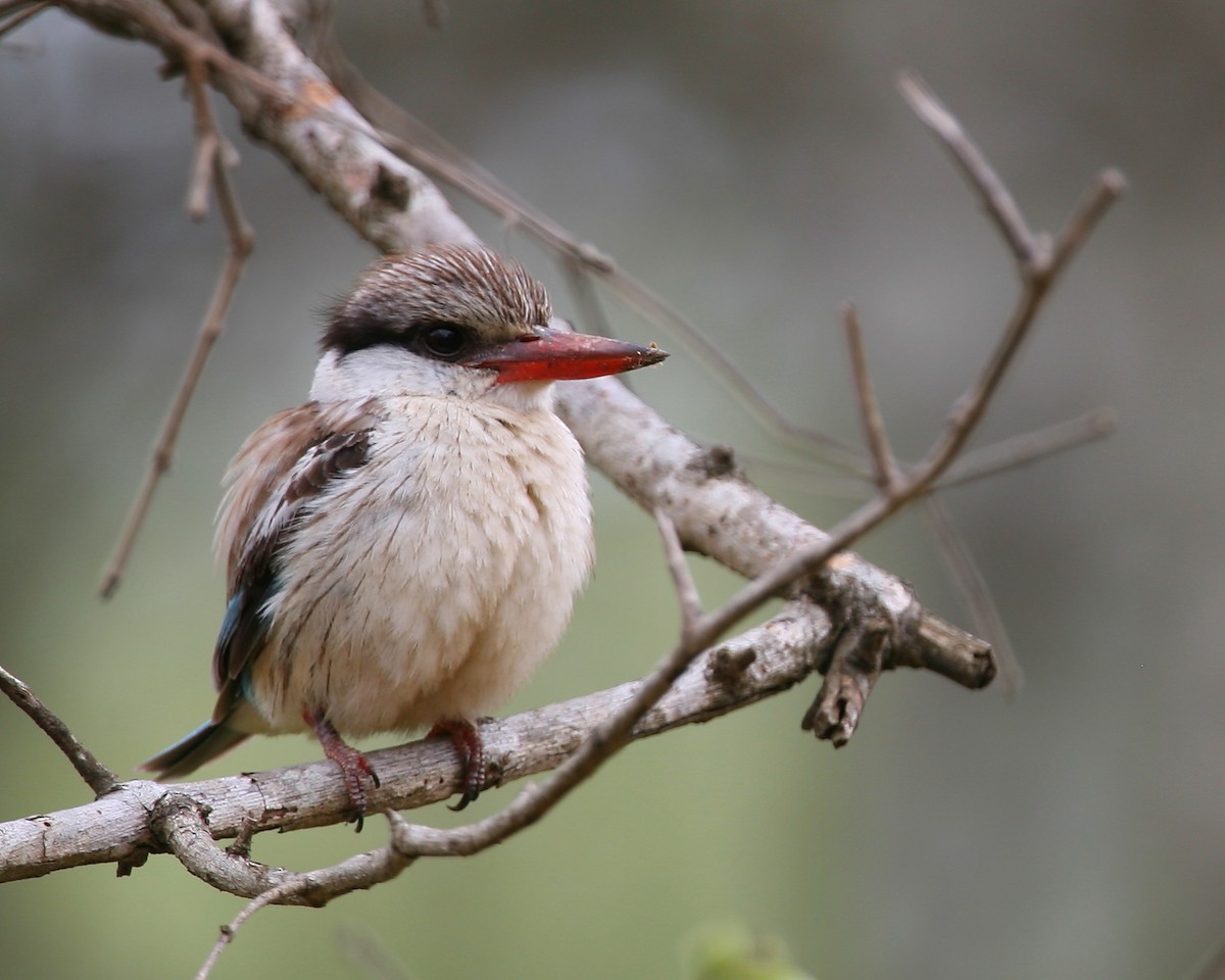 Brown-hooded Kingfisher - Bruce Robinson
