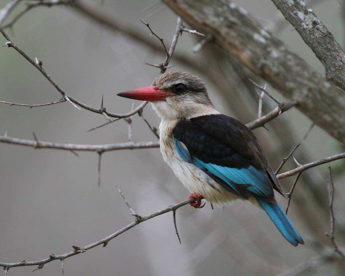 Brown-hooded Kingfisher - Bruce Robinson