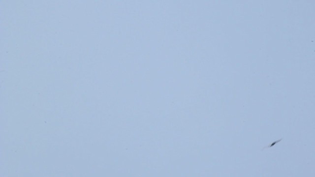 Black Baza - ML250846341