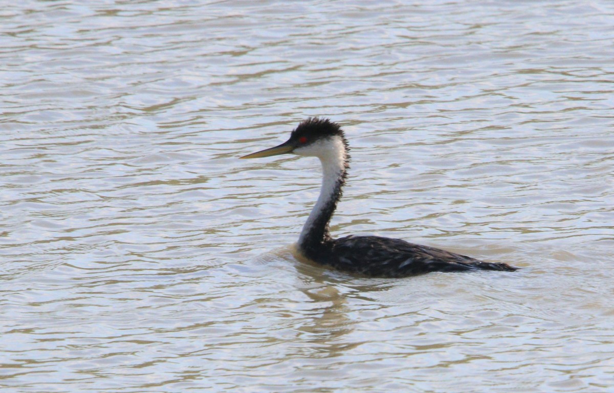 Western Grebe - Manuel Duran