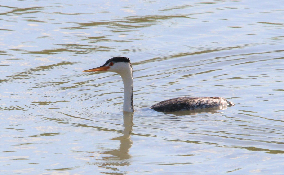 Clark's Grebe - ML250846401