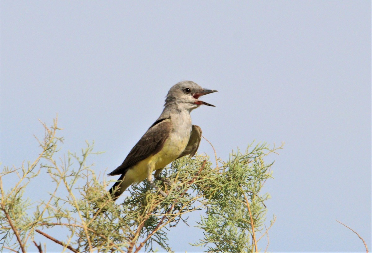 Western Kingbird - ML250846721