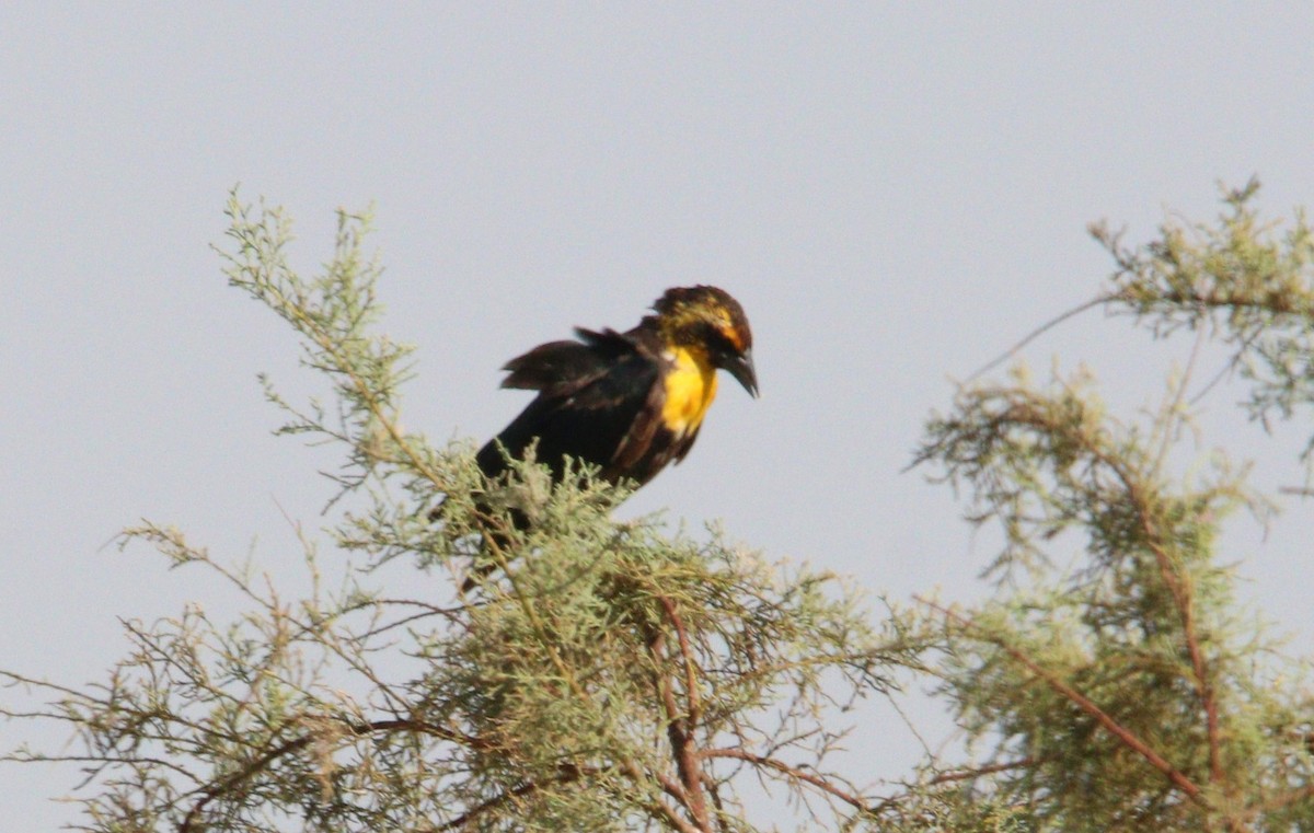 Yellow-headed Blackbird - ML250847091