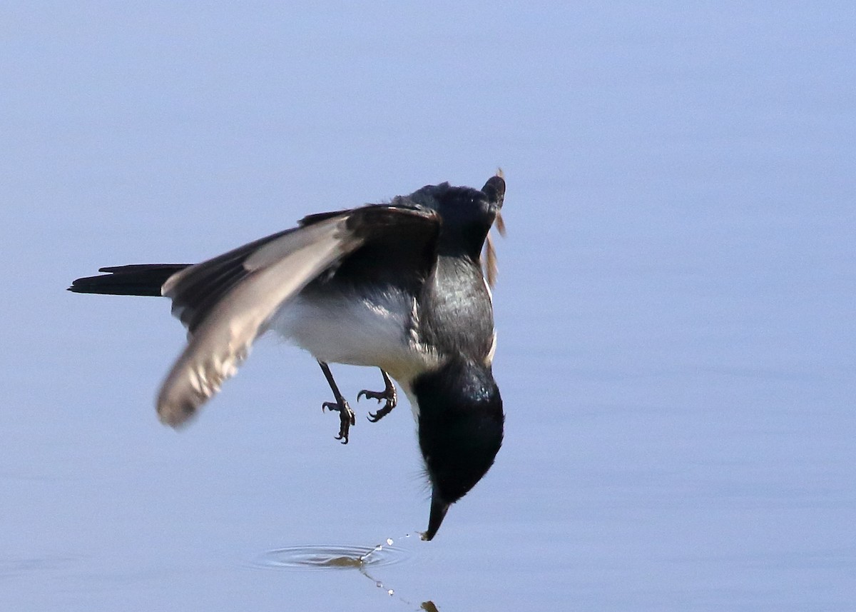 Restless Flycatcher - ML250848911