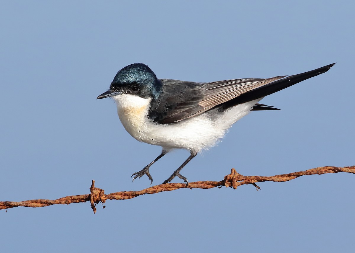 Restless Flycatcher - Michael Rutkowski