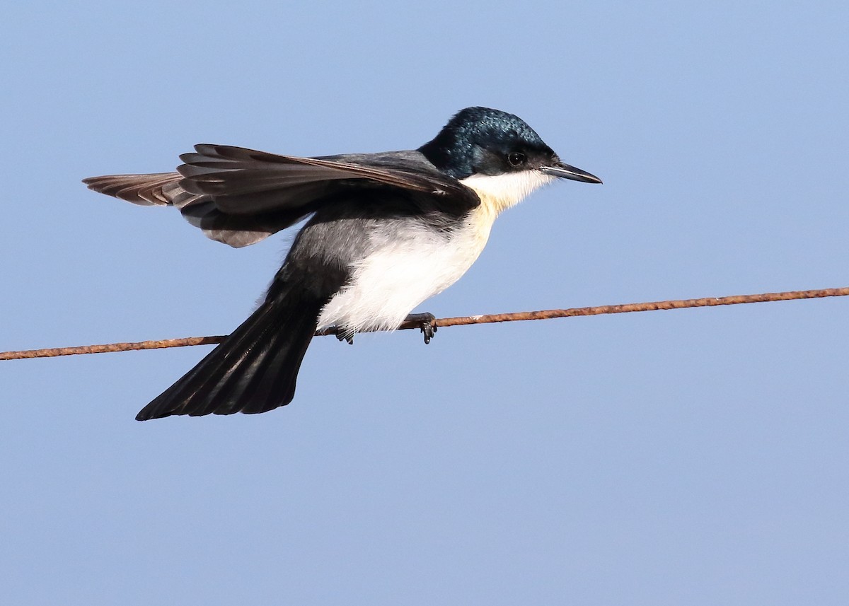 Restless Flycatcher - ML250849011