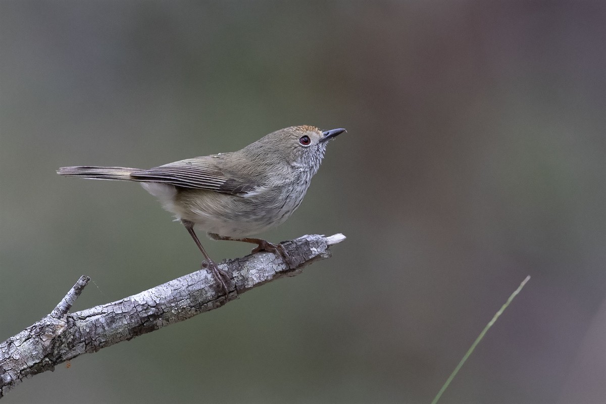 Brown Thornbill - ML250850961