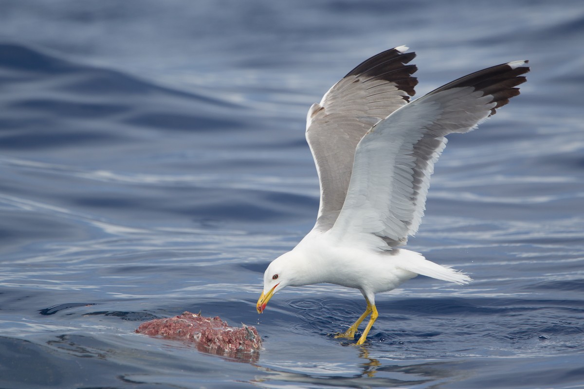 Yellow-legged Gull - Simon Colenutt