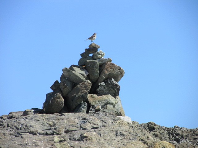 American Pipit - ML250851731