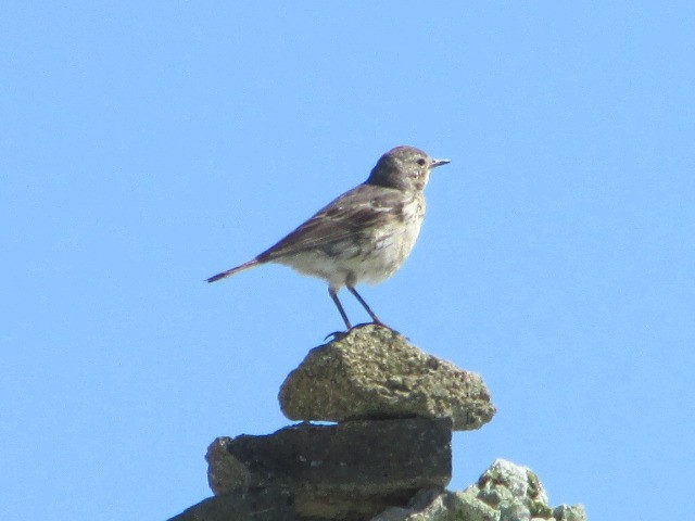 American Pipit - ML250851741