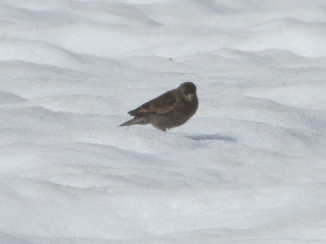 Gray-crowned Rosy-Finch - ML250851761