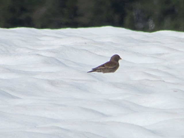 Gray-crowned Rosy-Finch - ML250851781