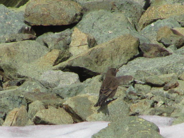 Gray-crowned Rosy-Finch - Daniel Donnecke