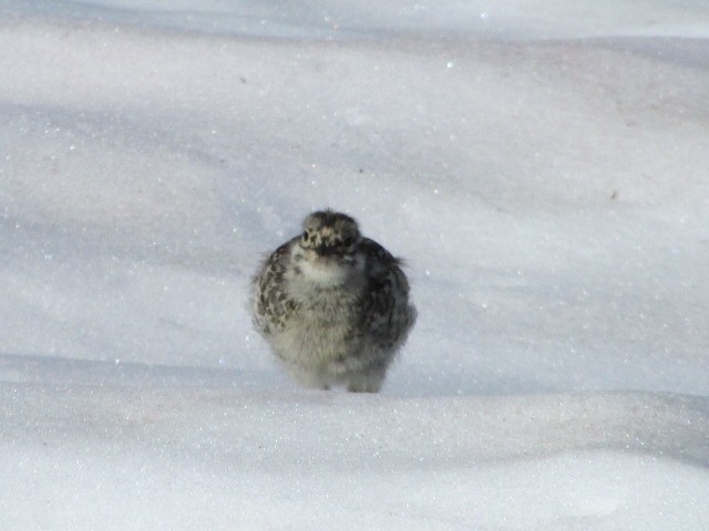 Weißschwanz-Schneehuhn - ML250851831