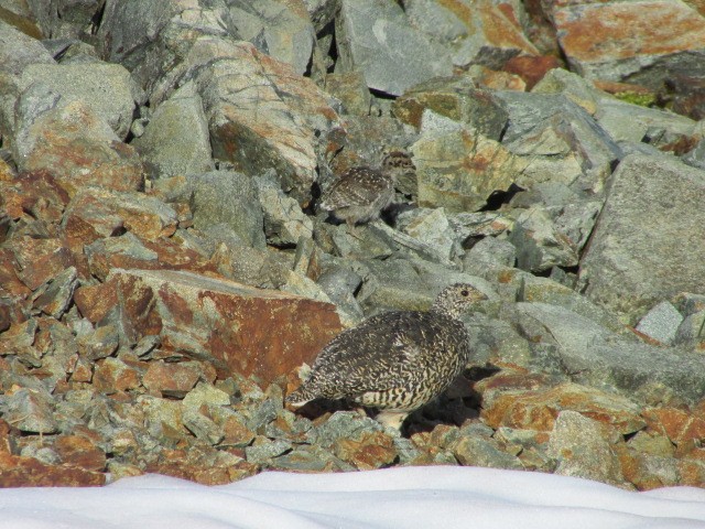 Weißschwanz-Schneehuhn - ML250851841