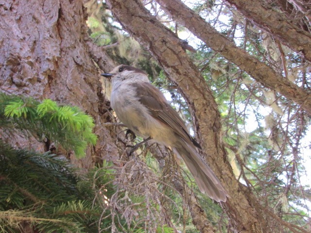 Canada Jay - Daniel Donnecke