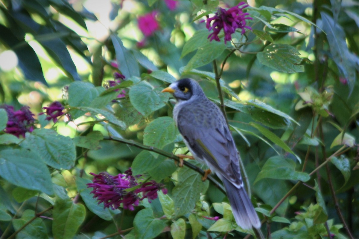 Noisy Miner - ML250851911