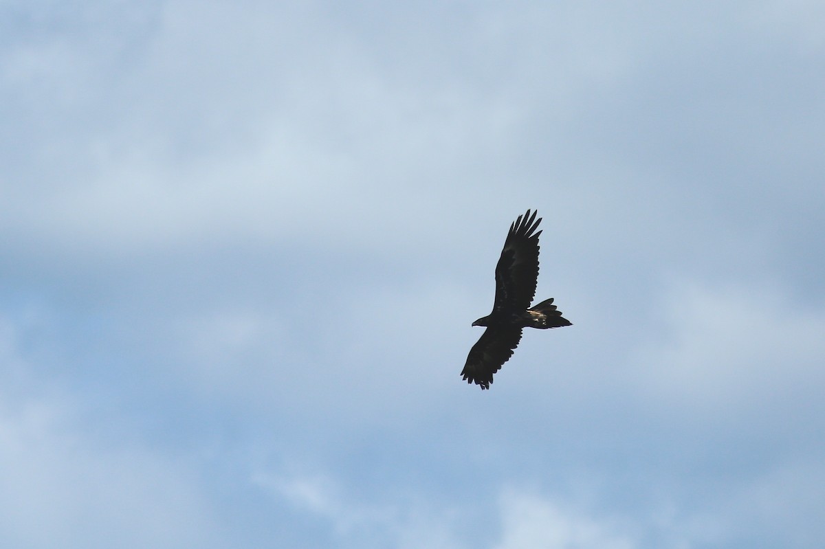 Wedge-tailed Eagle - ML250852351