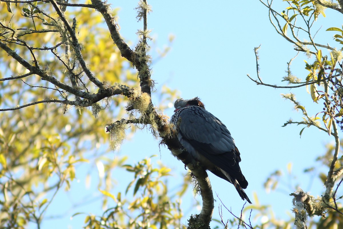 Topknot Pigeon - ML250853171