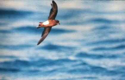 Wilson's Storm-Petrel - Greg Meyer