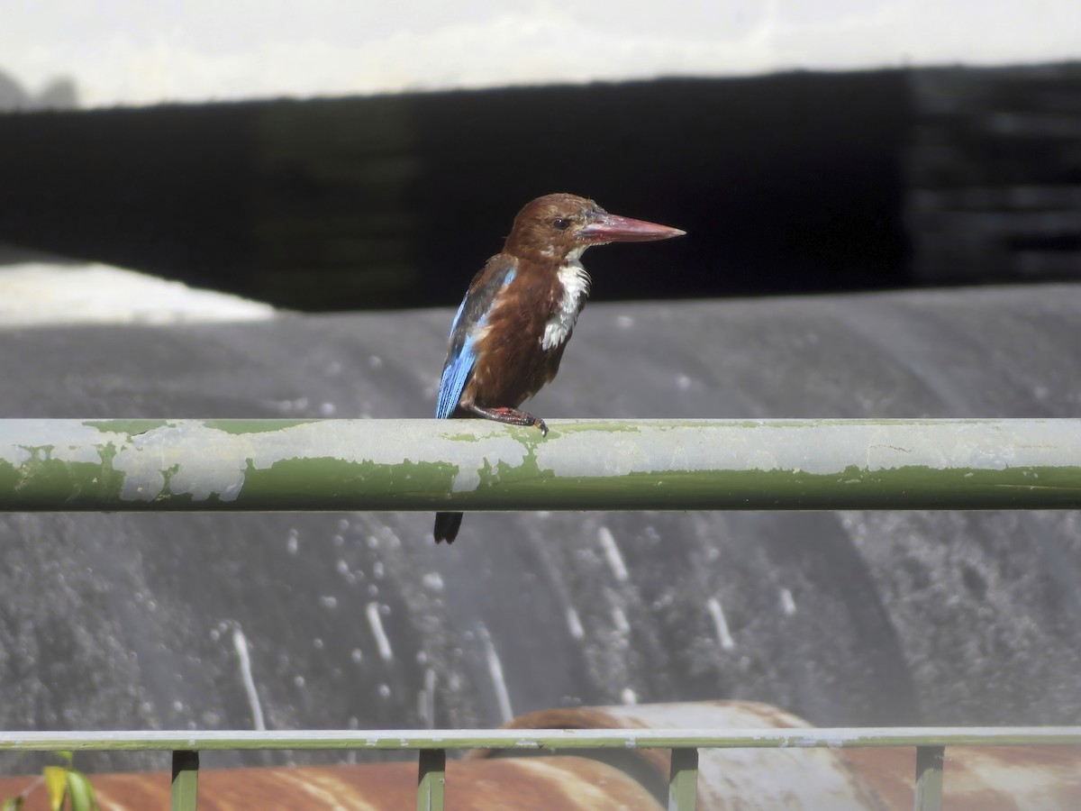 White-throated Kingfisher - ML250855621