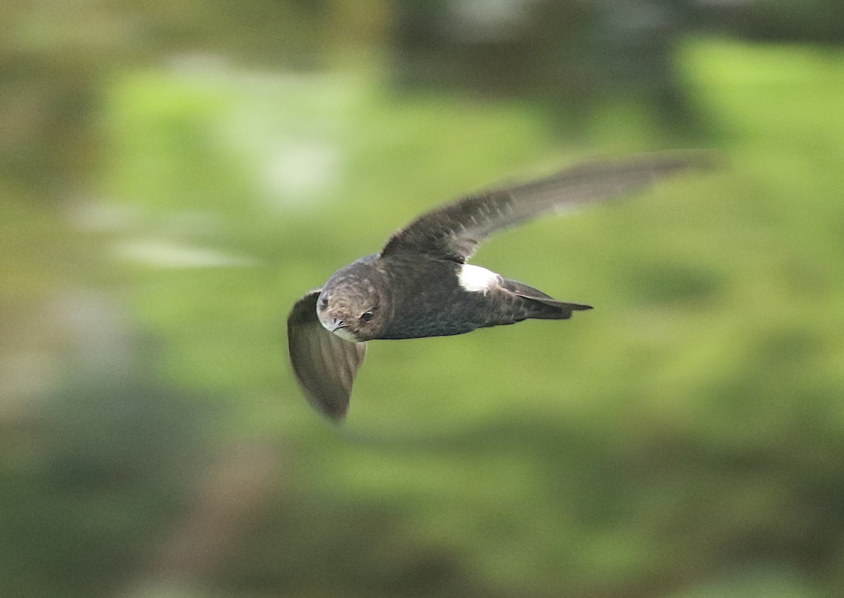 House Swift - Dave Bakewell