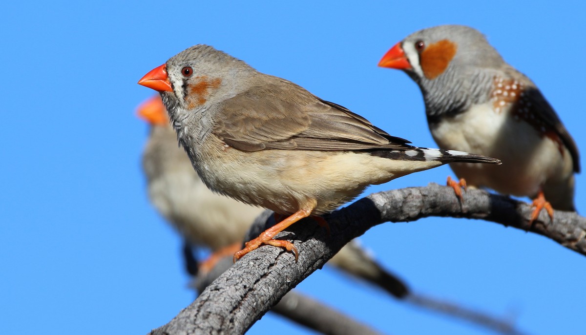 Zebra Finch - Thalia and Darren Broughton