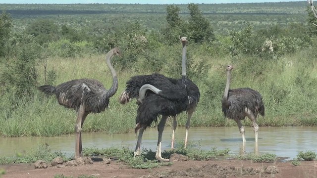 Common Ostrich - ML250856661