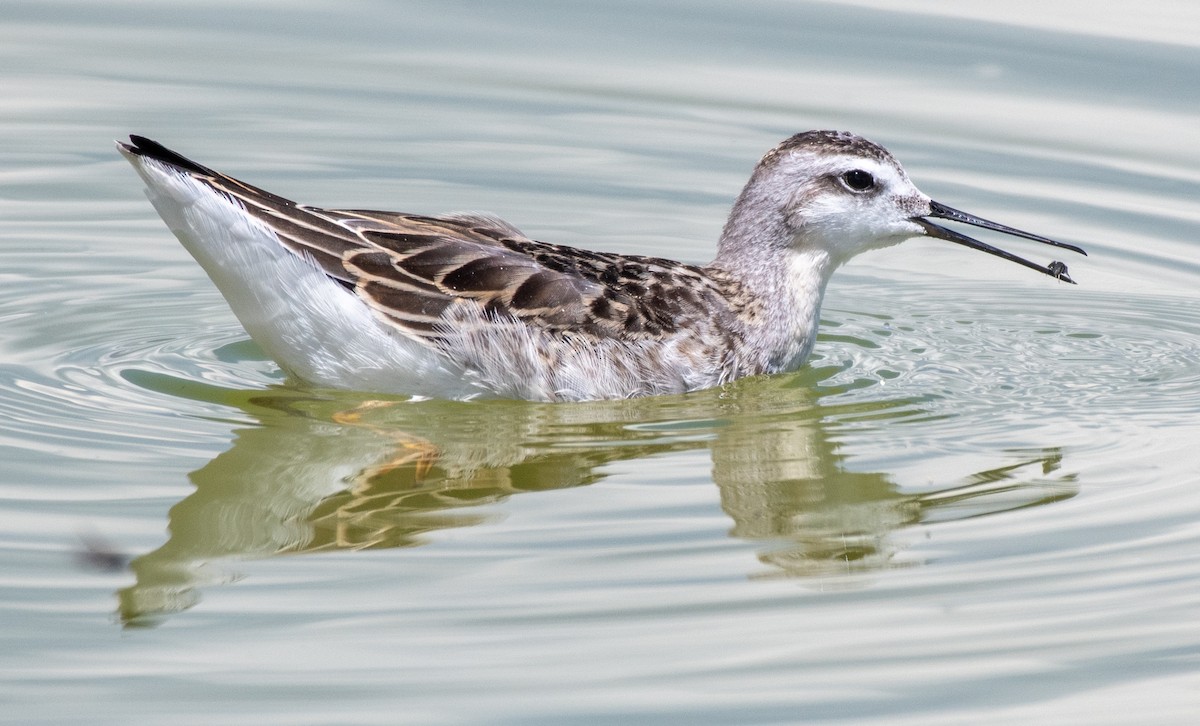 Wilson's Phalarope - Michael  Hingerty