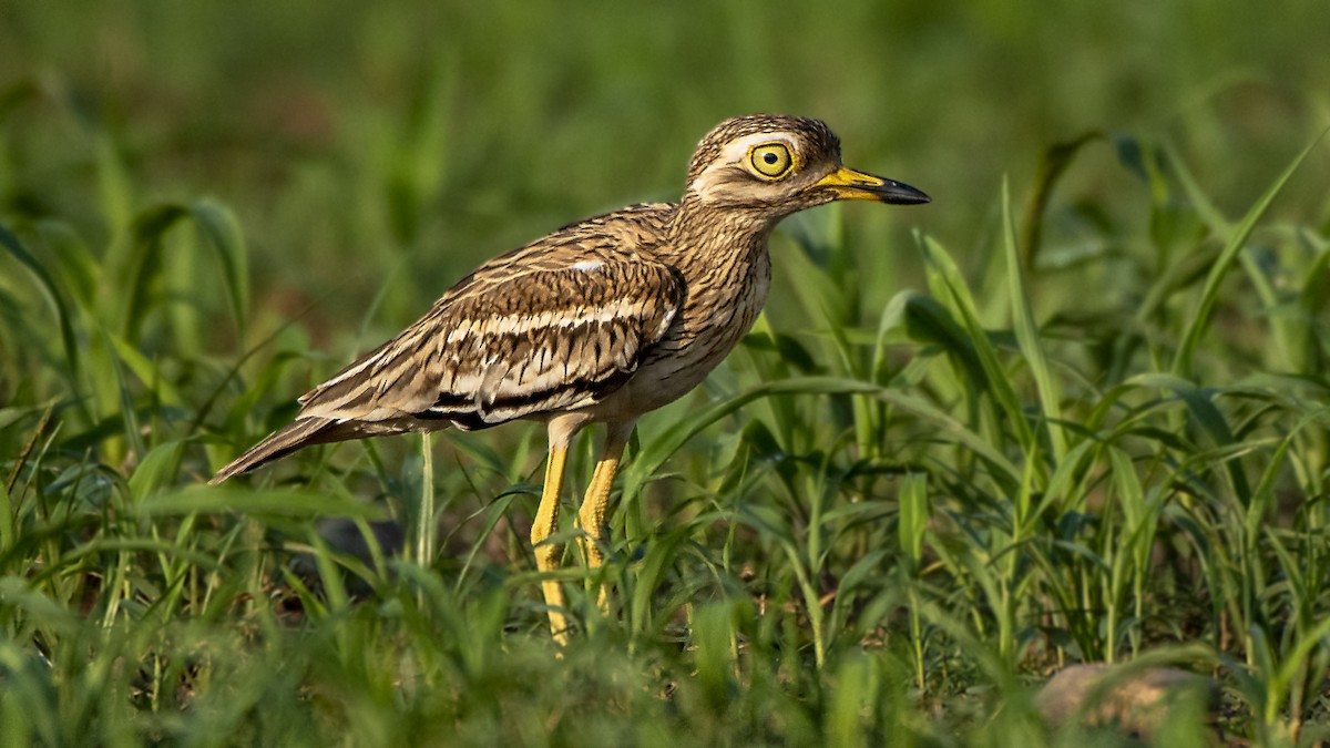 Indian Thick-knee - Parmil Kumar