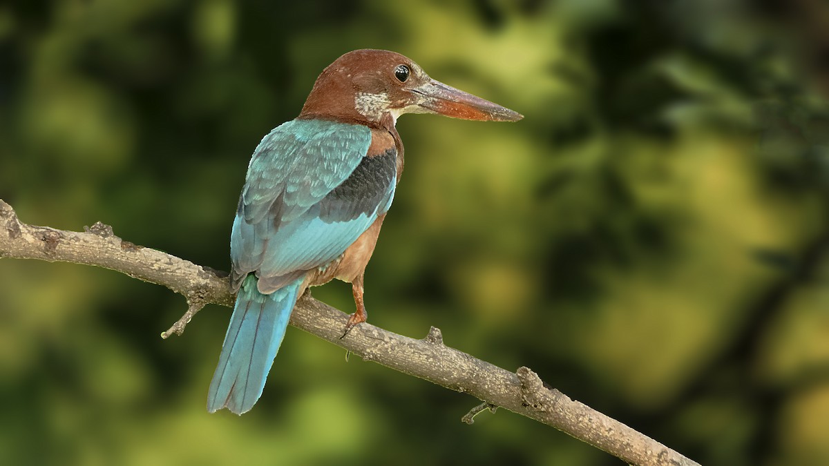 White-throated Kingfisher - ML250856781