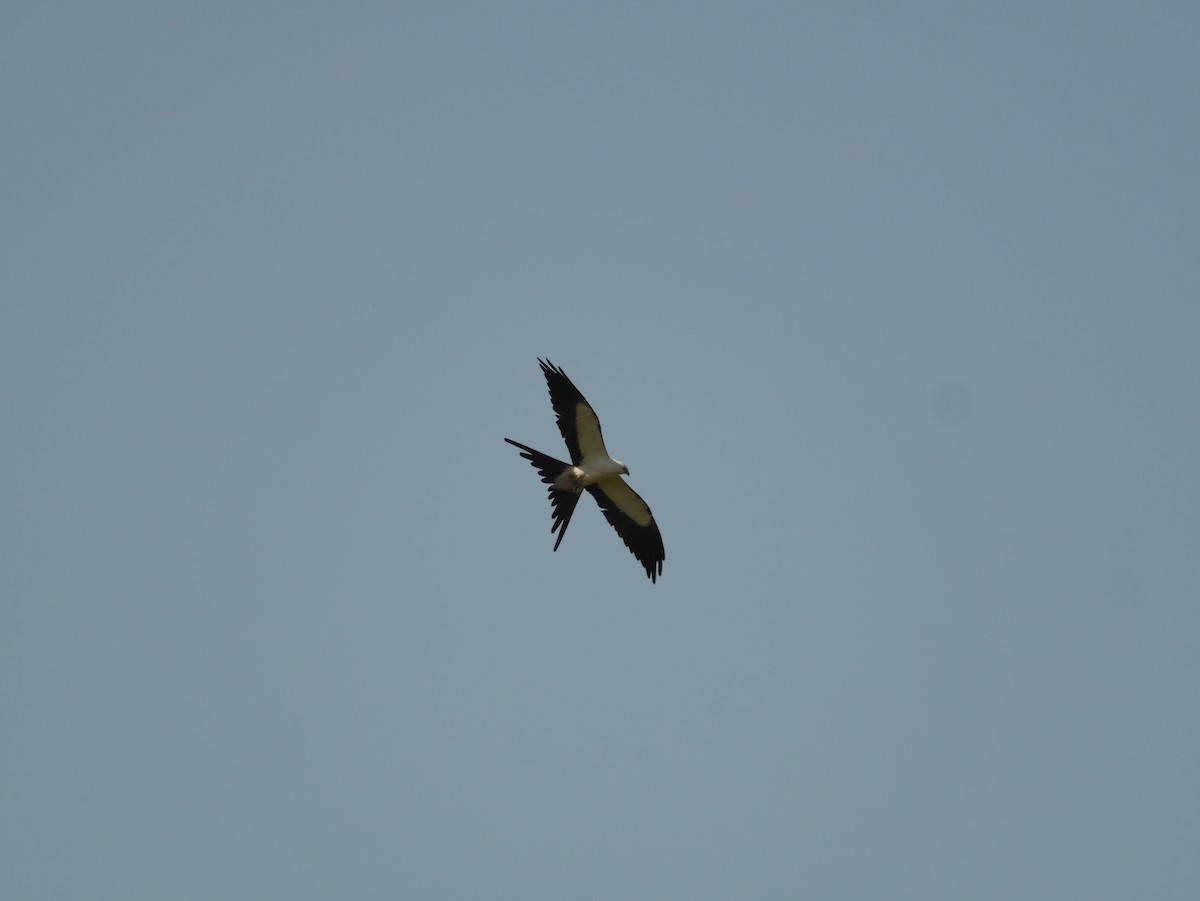 Swallow-tailed Kite - ML250857541